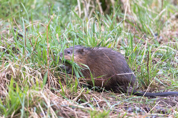 Naklejka na ściany i meble A young muskrat on the banks of a stream looking for food