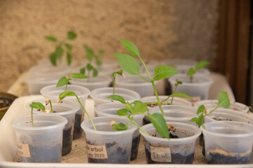 Plantas de chile 