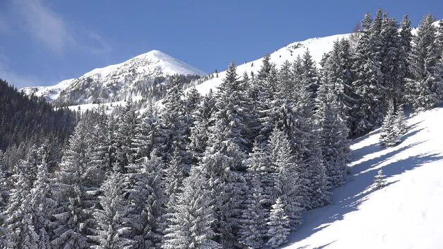 Snowfall in Mountains Landscape, Alpine View in Winter, Snow on Conifer Forest Scene, Winter Scenery