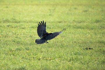 Crow landing approach to a meadow