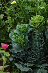 Green leaf close up background.