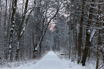 Snow covered road between snowy deciduous trees in forest and delicate morning red in sky