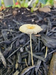 mushroom in the forest