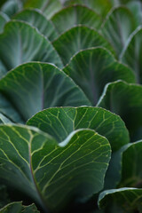Green leaf close up background.