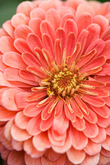 Fototapeta premium A flower bud of zinnia close-up