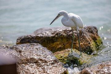 Little Egret - a species of large bird of the heron family - Egretta garzetta - Lake Garda on the peninsula in Sirmione, Italy