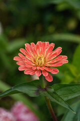 A flower bed with zinnias in the garden