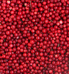 forest lingonberries as a background view directly from above