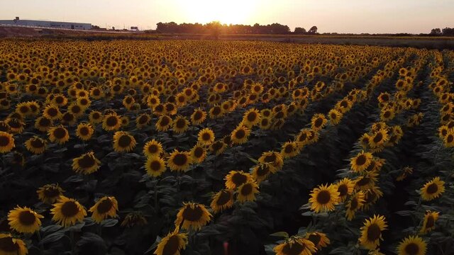 Dron sobrevolando campo de girasoles con el atardecer.
