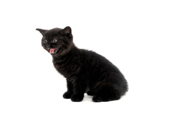 a black purebred kitten sitting on a white isolated background