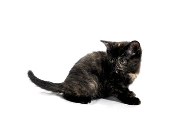 a black purebred kitten sitting on a white isolated background