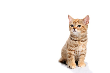 Obraz premium ginger striped purebred cat sitting on white isolated background