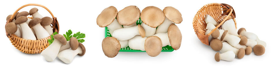 King Oyster mushroom or Eringi isolated on white background . Set or collection