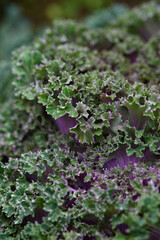 Green leaf close up background.