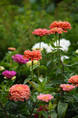 Obraz premium A flower bed with zinnias in the garden