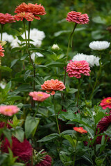 A flower bed with zinnias in the garden