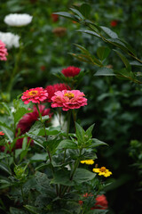 A flower bed with zinnias in the garden