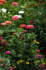 Obraz premium A flower bed with zinnias in the garden