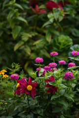 A flower bed with zinnias in the garden