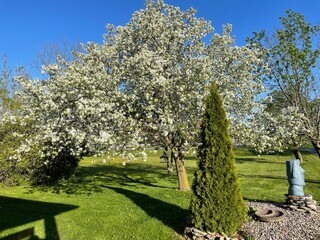 Apple blossoms in the spring.