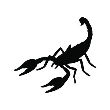 Scorpion vector icon. poison illustration sign. insect symbol or logo.
