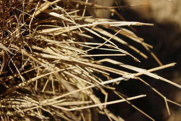 close up of hay