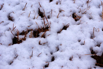 snow on dead grass