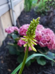 pink flowers in the garden