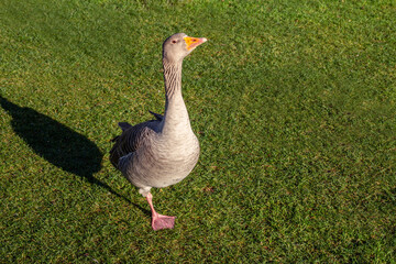 Greylag goose standing on a grass.