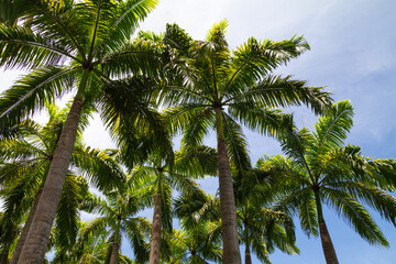 Tropical palm trees against clear blue sky.