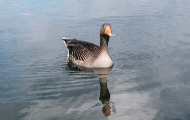Greylag goose in a small lake.