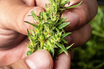 marijuana cone in hands close up, medical cannabis plant.