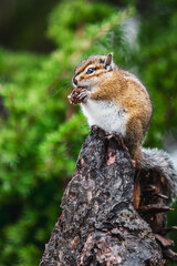 Obraz premium squirrel on a tree