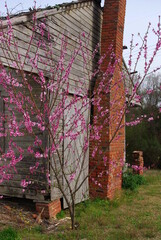 pink flower bush by abandoned house