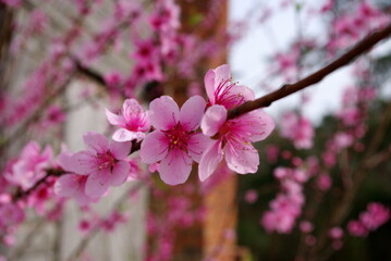 pink blossoms
