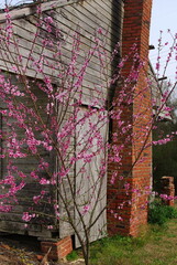 flowers and abandoned house