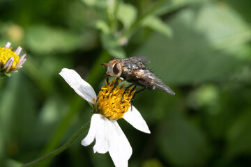 The Fly