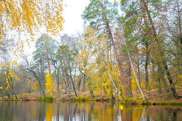 Fototapeta na wymiar Scenic bright landscape golden multicolored autumn, fall tree alley with yellow leaves along pond. sky reflection mirrored in river lake surface. Beautiful october november nature outdoor background