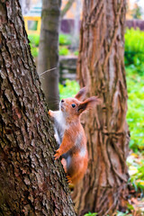 Cute fluffy red squirrel sitting on grass near big tree in city park or forest on cloudy autumn fall day. wild animal life