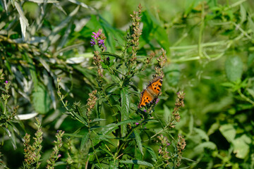 butterfly on a flower