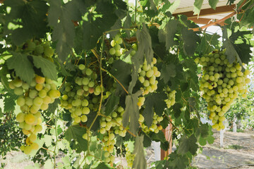 Green grapes macro photo, nice blurred background effect.