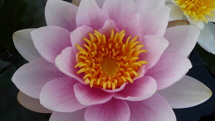 NatureBoy Blumen dieser Welt Zuhaus © Marcel