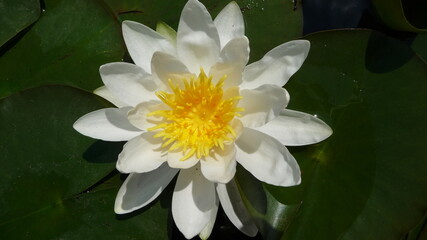 NatureBoy Blumen dieser Welt Zuhaus © Marcel