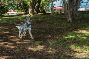 Pastor Australiano esperando