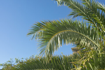 tropical plant backgound - palm tree leaves