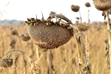 Autumn. Close-up of a basket of dry sunflower with seeds.