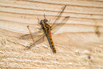 Close up of Common Darter dragonfly - sympetrum striolatum - in County Donegal - Ireland.