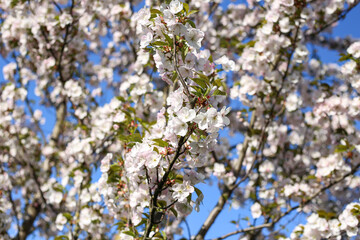 Beautiful white Cherry Blossom Sakura flowers blooming on a city park.