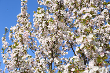 Beautiful white Cherry Blossom Sakura flowers blooming on a city park.