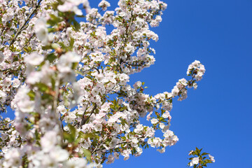 Beautiful white Cherry Blossom Sakura flowers blooming on a city park.